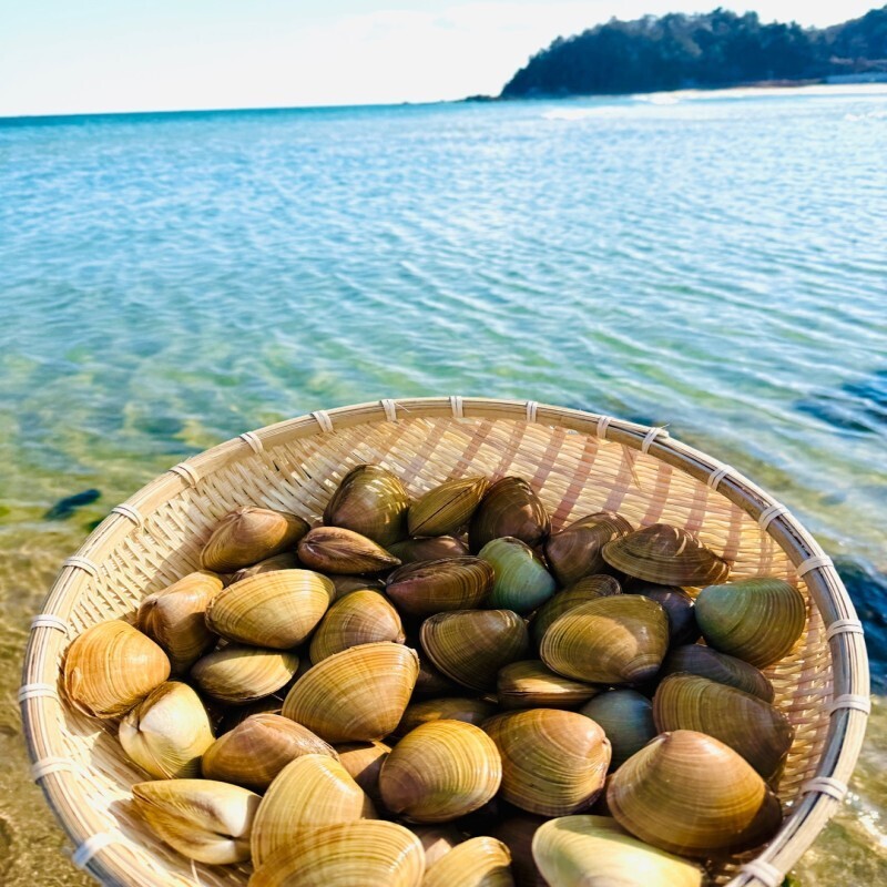 양양몰,양양클라쓰 [생물]국내산 동해안 명주조개 1kg