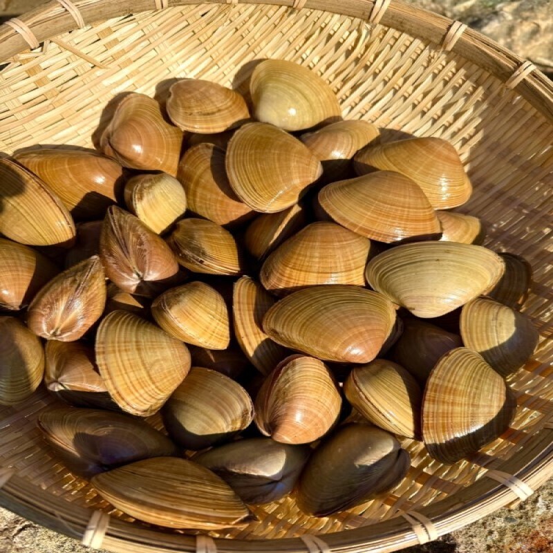 양양몰,양양클라쓰 [생물]국내산 동해안 명주조개 1kg